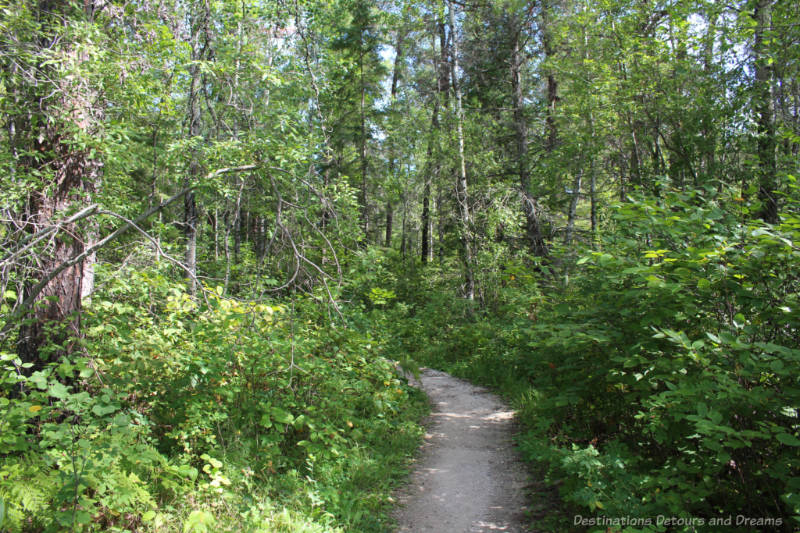 Path through pine and birch forest