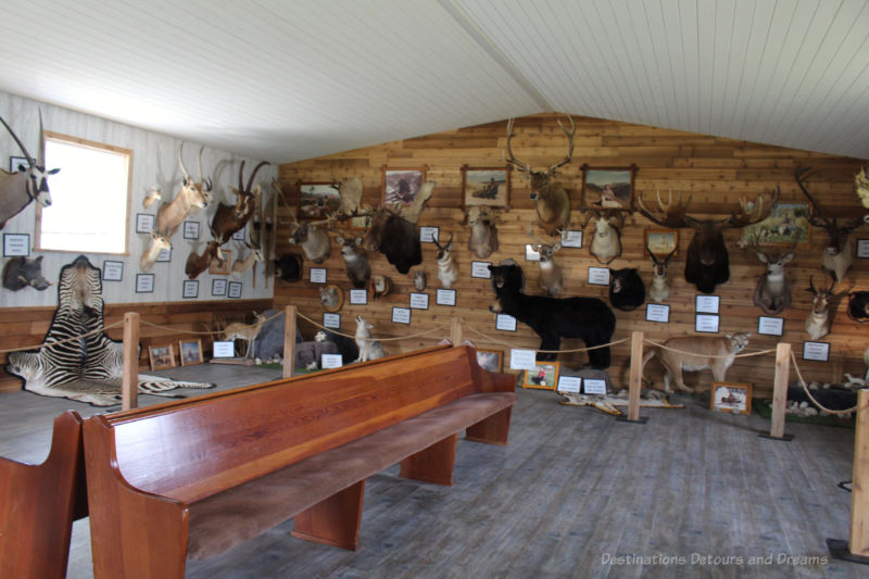 A display room with various taxidermy animals mounted on walss