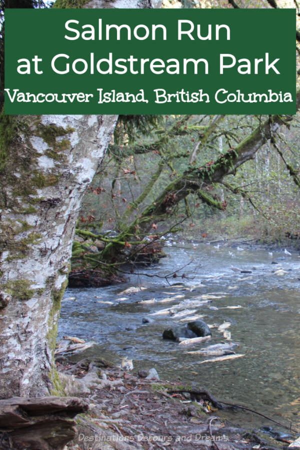 Salmon run in Goldstream Provincial Park on Vancouver Island. This annual event when Pacific salmon return to the stream of their birth to spawn a next generation is a fascinating spectacle of nature. #Canada #nature #BritishColumbia #salmonrun