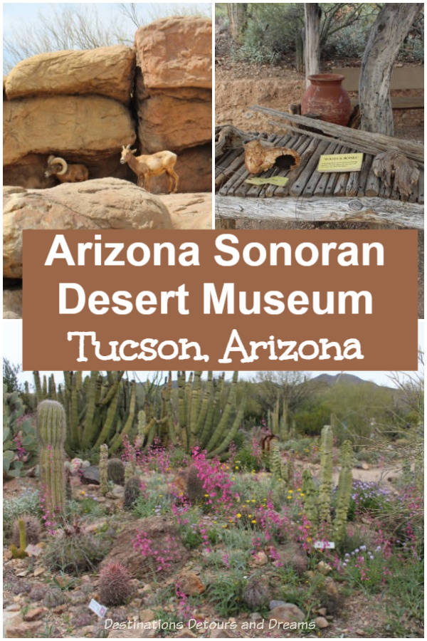 Arizona-Sonoran Desert Museum in Tucson, Arizona is a fusion experience - zoo, botanical garden, aquarium, natural history museum, and desert walking paths