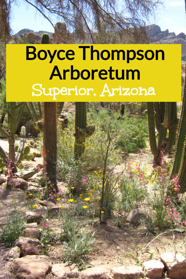 Appreciate the desert at Boyce Thompson Arboretum in Superior, Arizona, a favourite place to see and learn about desert flora. #Arizona #Superior #garden #cacti #Sonorandesert #desert