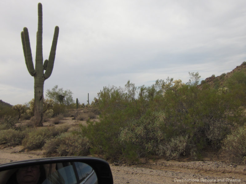 Desert brushland with a saguaro as viewed from the window of a car