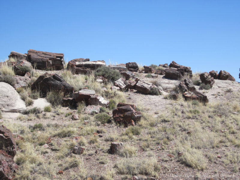 Pieces of petrified wood in a mountain grassland area inside Petrified Forest National Parkl