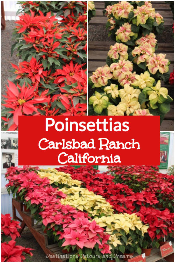 Poinsettias at Carlsbad Ranch Flower Fields in North San Diego County, California. Poinsettias are associated with the Christmas season. Carlsbad Ranch is known for its fields of ranunculus flowers ablaze with colour in the spring, but poinsettias are also part of its history with beautiful displays and information about these festive plants.