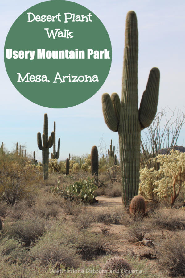 Desert Plant Walk at Usery Mountain Park, Mesa Arizona #Arizona #desert #park #Mesa #hike