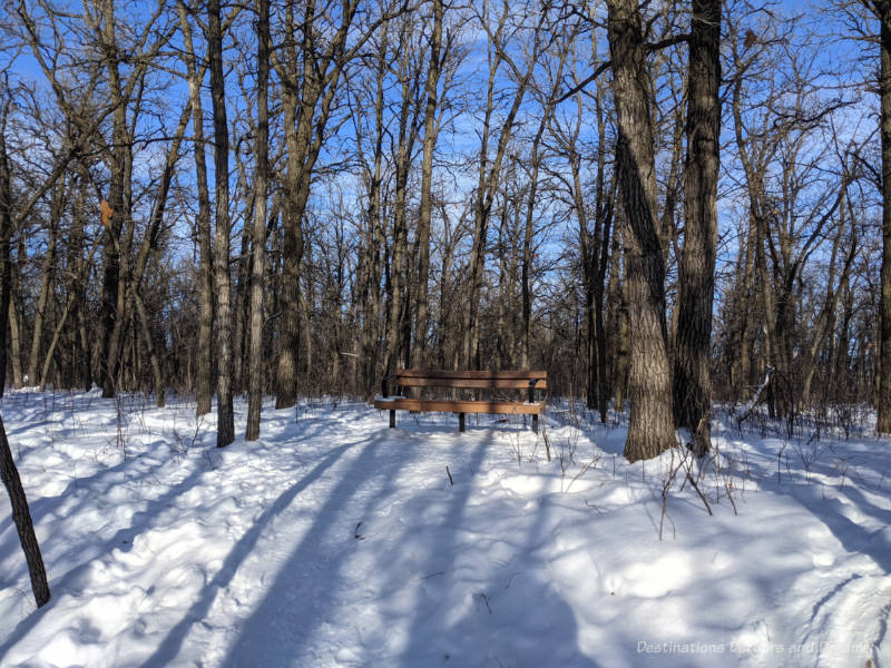 Park bench in a snow-covered oak forest