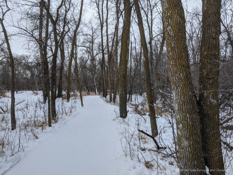 Snow packed walking trail through oak trees