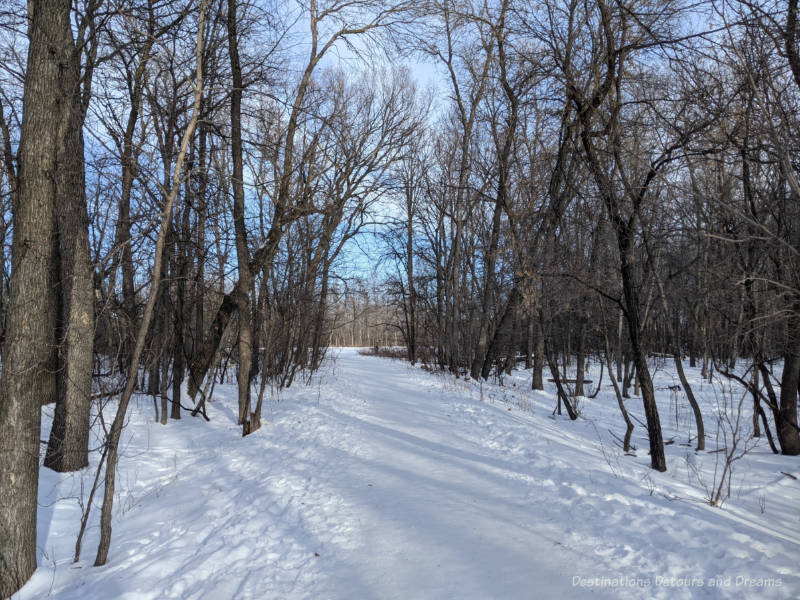 Snow packed trail through barren deciduous trees