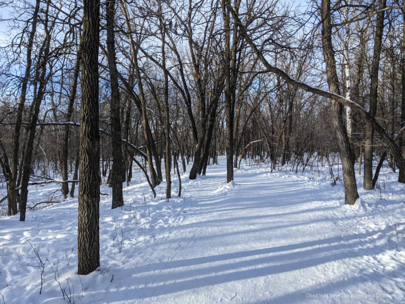 Snow packed trail through oak forest