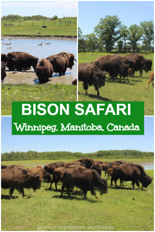 Bison safari at FortWhyte Alive in Winnipeg, Manitoba, Canada gives you a chance to see these majestic prairie beasts up close