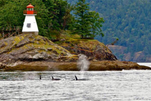 Small lightouse on rocky crag with whales in water in front. Photo courtesy of San Juan Islands Visitors Bureau.