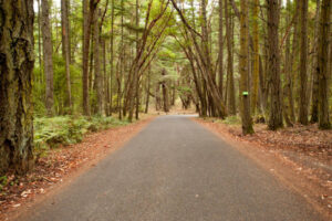 Road into tall forest. Photo courtesy of San Juan Islands Visitors Bureau.