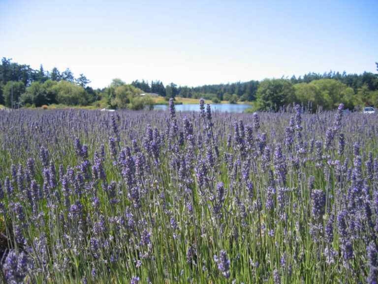 Cooking With Lavender On San Juan Islands, Washington