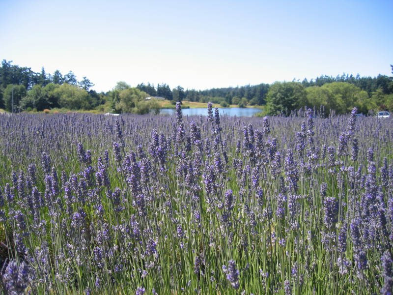 Field of lavender in bloom; Photo Credit: San Juan Islands Visitors Bureau