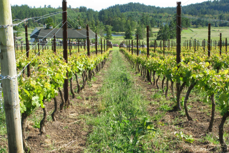 Grapes growing in rows in a vineyard. Photo courtesy of San Juan Islands Visitors Bureau.