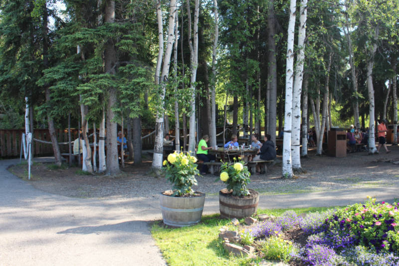 Fairbanks in Summer: Salmon Bake Picnic tables in a grove of birch trees
