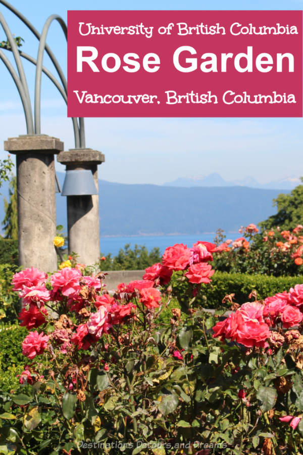 UBC Rose Garden: The rose garden at the University of British Columbia campus in Vancouver, Canada not only contains beautiful roses, it offers panoramic views of the sea and mountains