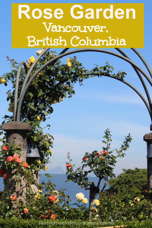 University of Britisg Columbia Rose Garden: The rose garden at the UBC campus in Vancouver, Canada not only contains beautiful roses, it offers panoramic views of the sea and mountains