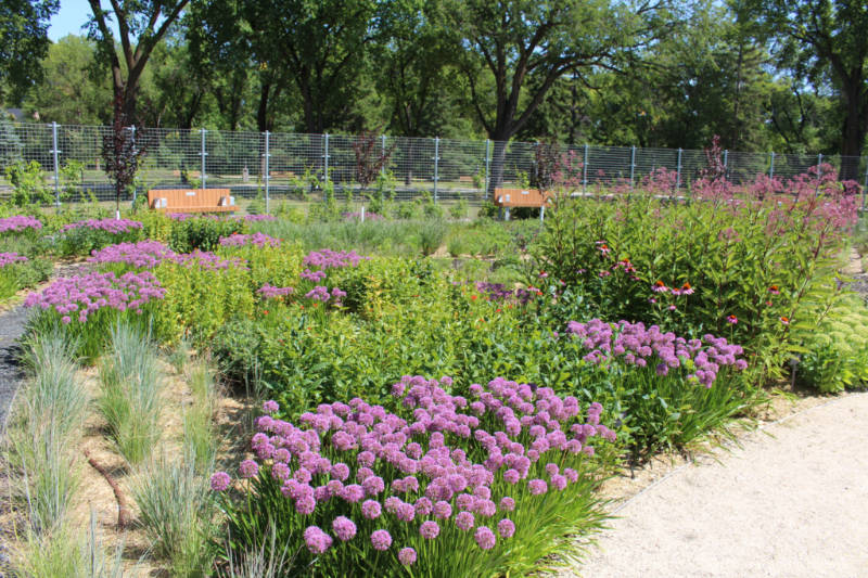 A bed of purple flowers amid green foliage with bench seating at the back at the Gardens at The Leaf in Winnipeg