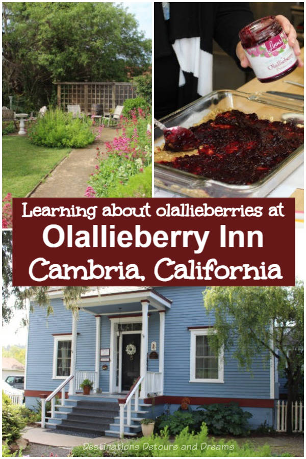 Olallieberries in Cambria: Learning about olallieberries and how to cook with them at the historic Olallieberry Inn in Cambria, Calilfornia