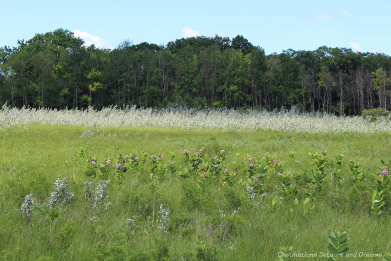 Prairie field with row of trees in the background