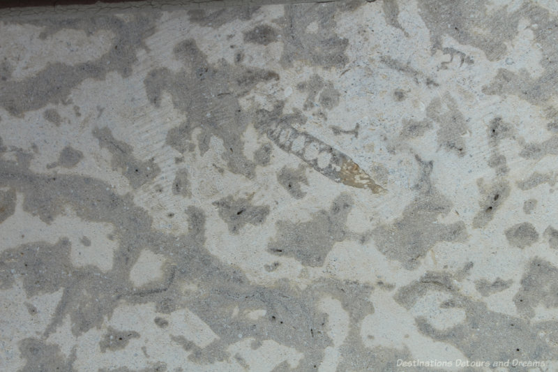 Fossil in a Tyndall stone wall