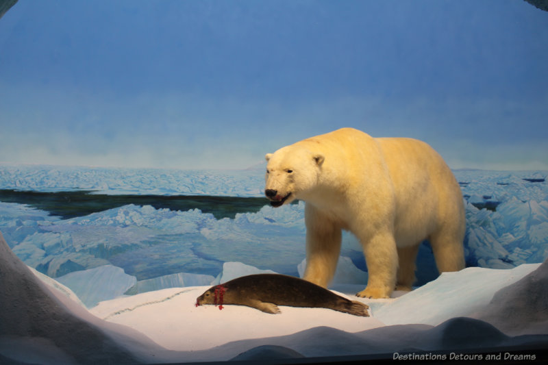 Diorama at Manitoba Museum showing polar bear on ice floe with dead sea otter