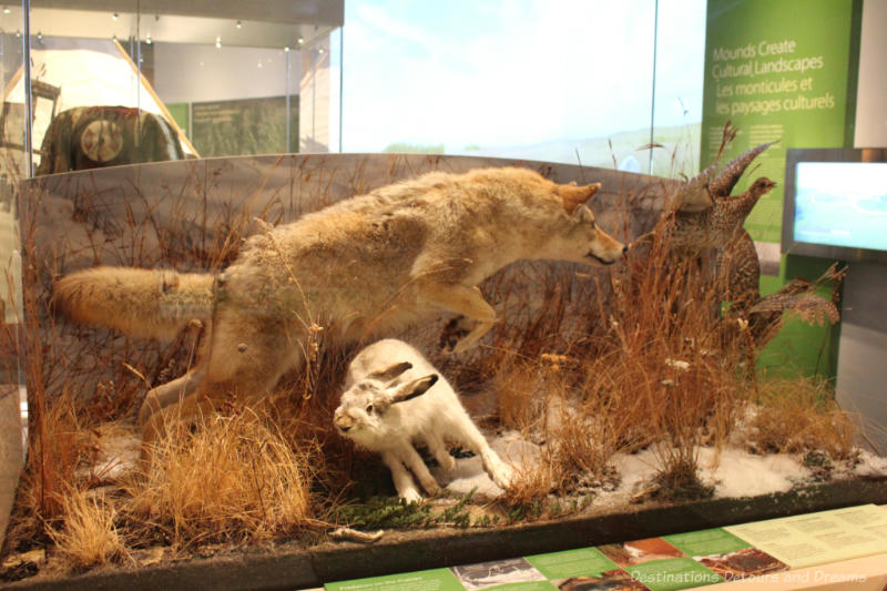 Animal diorama in a museum display