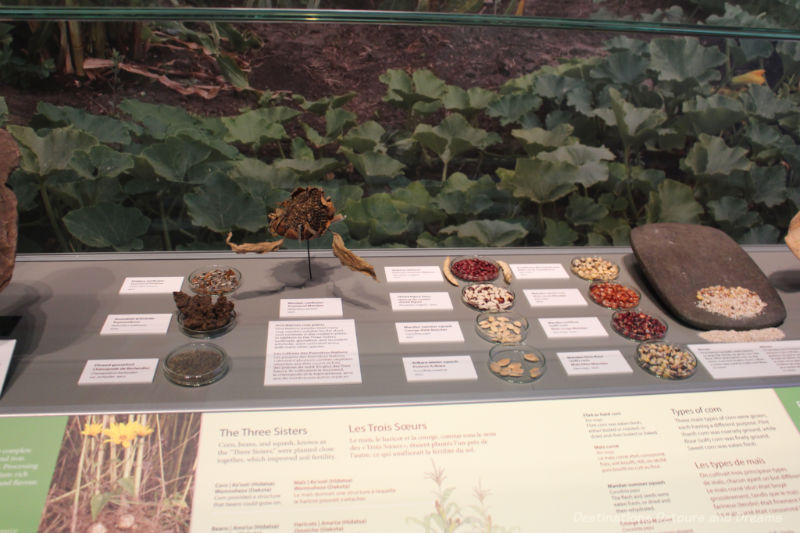 A museum display showing round jars with seeds of various First Nations crops