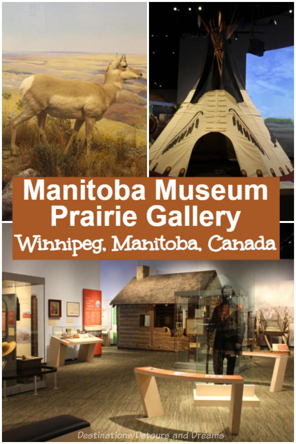 Prairies Gallery: A look at the new Prairies Gallery at the Manitoba Museum in Winnipeg, Manitoba, Canada. The prairies are the most densely populated biome in Manitoba.