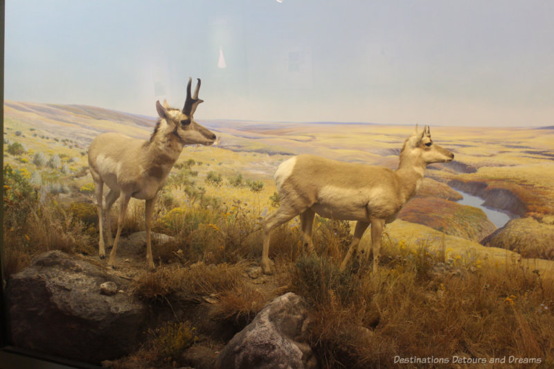 Diorama museum display of two pronghorns on grassland