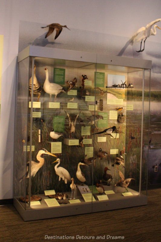 Glass display cage with prairie waterfowl at Manitoba Museum