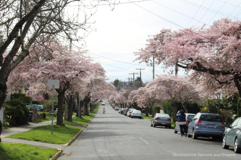 Victoria city street lines with blooming cherry blossoms