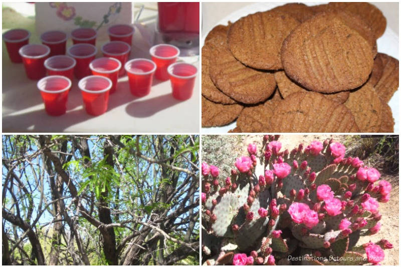 Collage showing prickly pear margueritas in red solo cups, gingersnap cookies made with mesquite flour, mesquite tree, and prickly pear blooms - Cooking With Prickly Pear and Mesquite