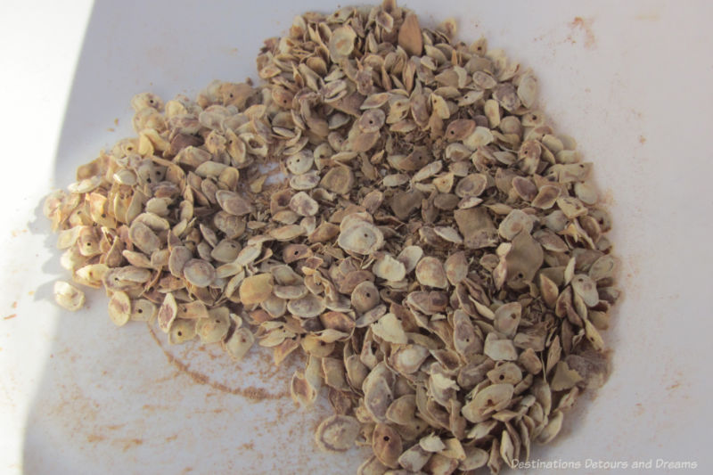 Crushed mesquite seed pods