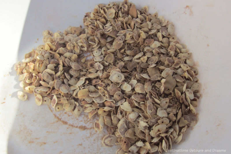 Mesquite Seed Pods Crushed Crushed mesquite seed pods