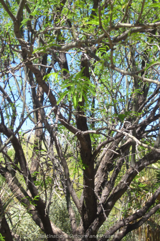 Mesquite tree