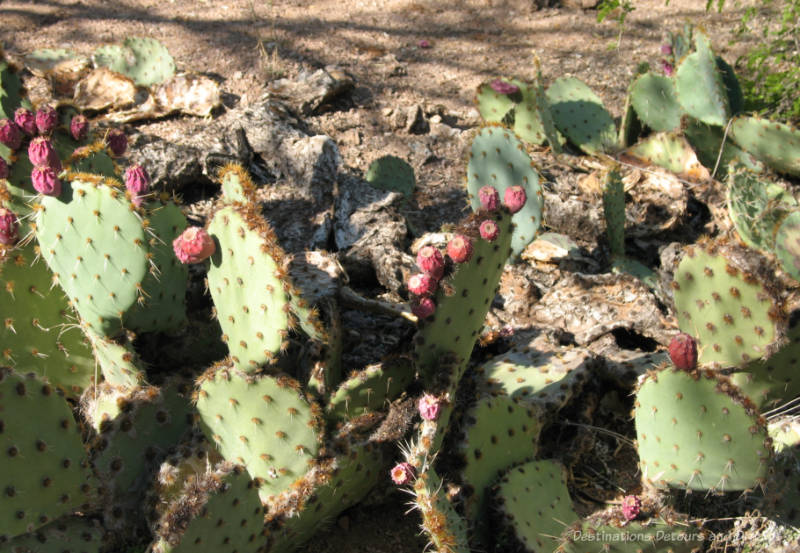 Somewhat shriveled prickly pear fruit bulbs on a prickly pear cacti