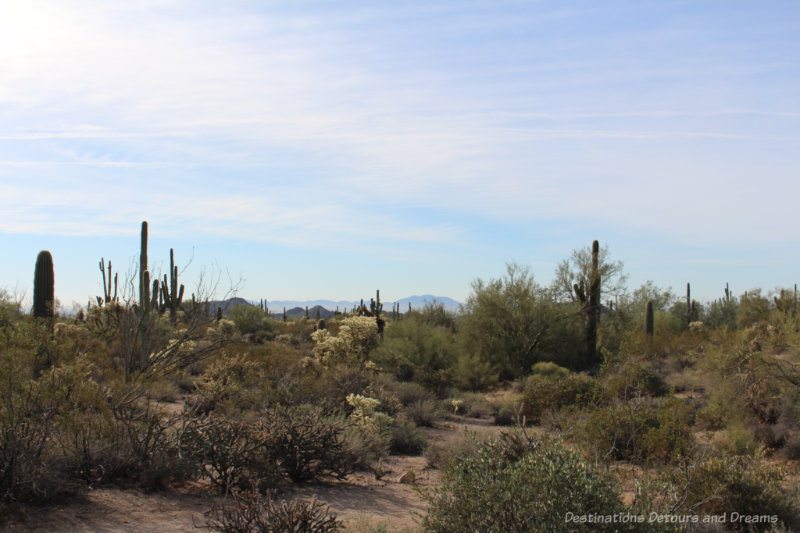 Cacti and desert plants at Usery Mountain Park in Mesa