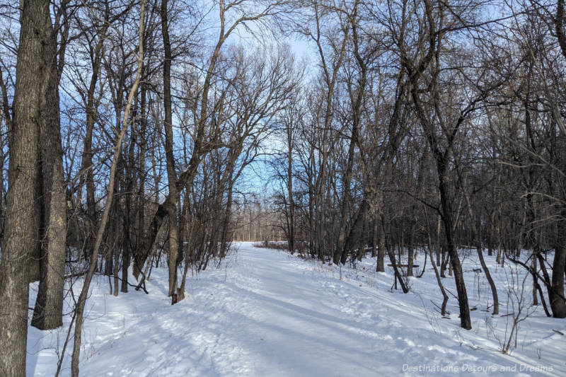 Walking trail in the snow through barren deciduous trees in a park