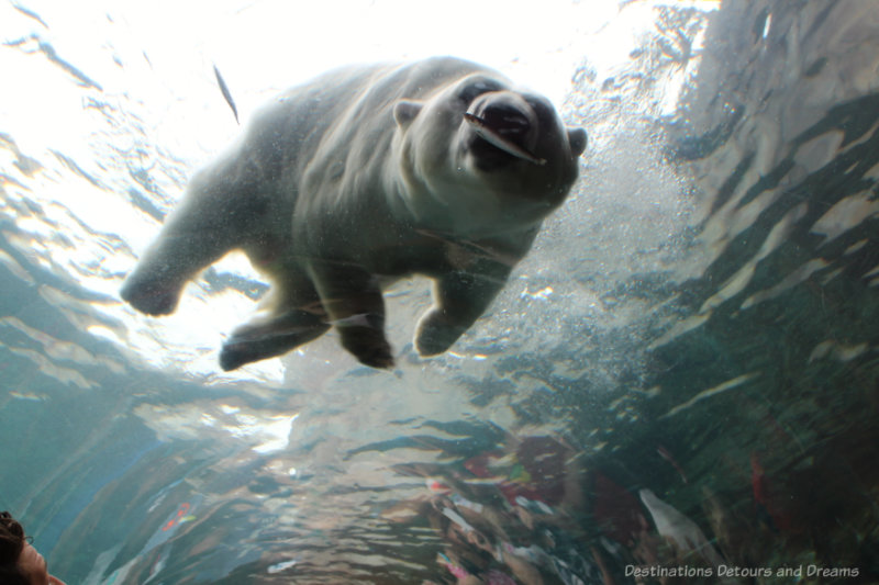 Polar bear with fish in his mouth swimming under water at Assiniboine Park Zoo in Winnipeg