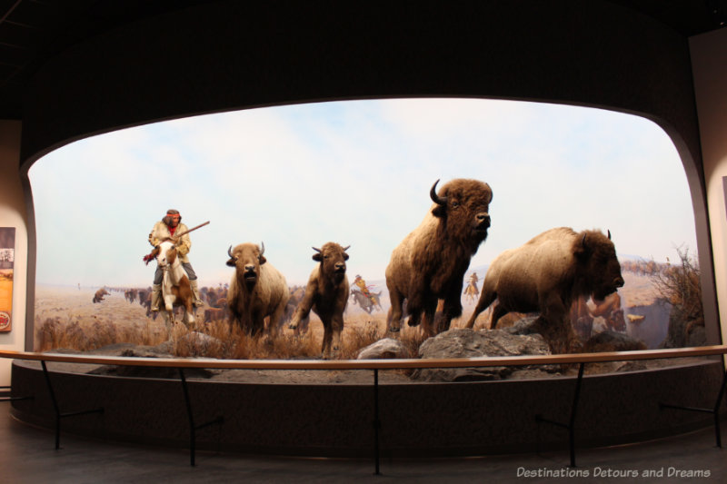 Museum scene featuring Métis hunter closing in on a herd of bison