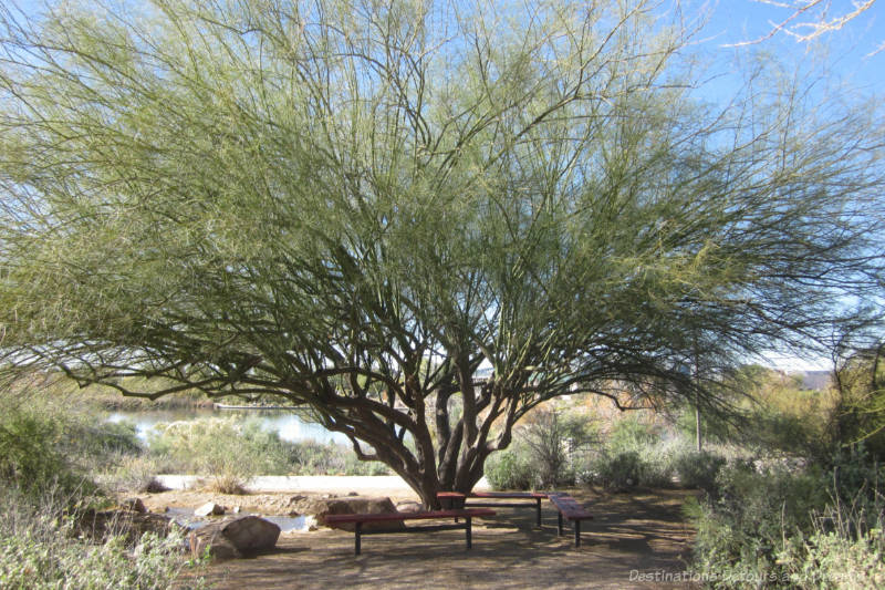 Tree with shaded seating around along a path at the Riparian Preserve at Water Ranch in Gilbert, Arizona with a view of the lake in the background