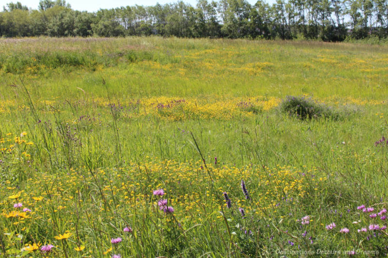 A field replanted to recreate a tall grass prairie habitat
