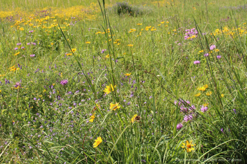 Purple and yellow flowers blooming in a field of tall grass prairie