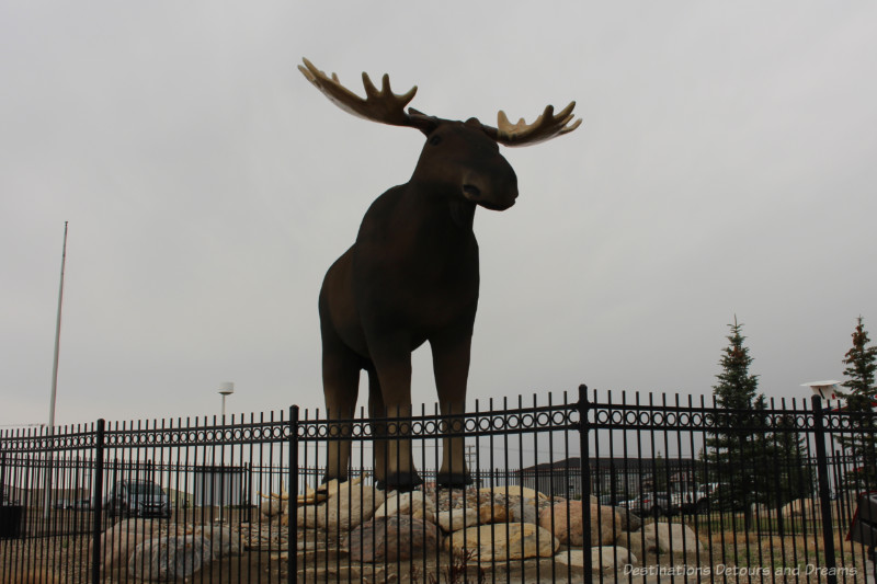 A 30+-foot statue of a moose along the roadside at Moose Jaw, Saskatchewn