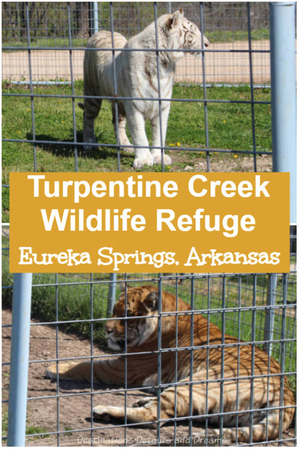 Turpentine Creek Wildlife Refuge in Eureka Springs, Arkansas provides refuge for big cats and educates the public