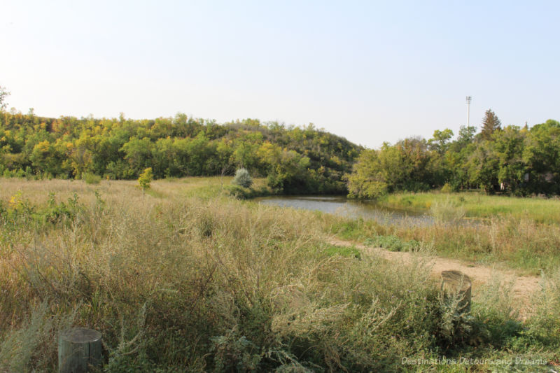 Natural grasses and a walking trail alongside a river with low trees on the other side in Wakamow Valley Park