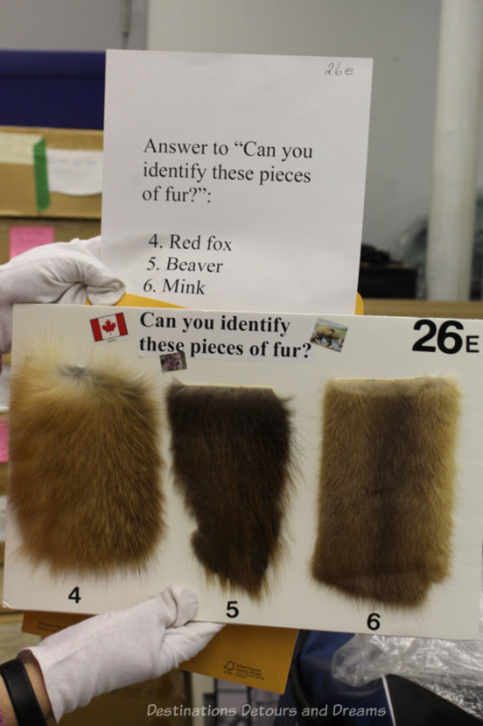 A poster board containing three fur samples for identification