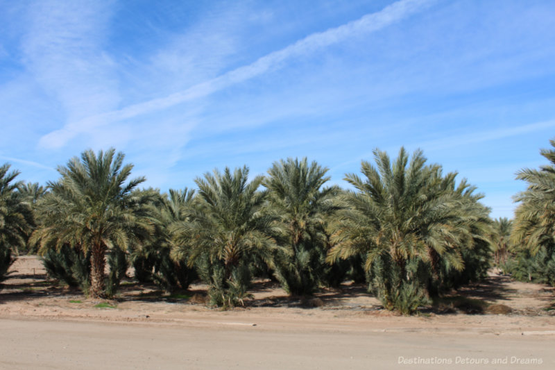 An orchard of date palms